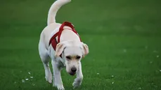 Walk ACT